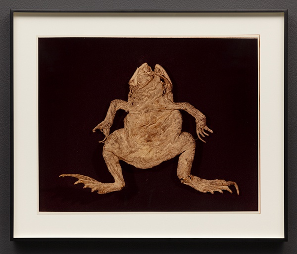 Hollis Frampton, Garden Toad (Bufo americanus), 1982