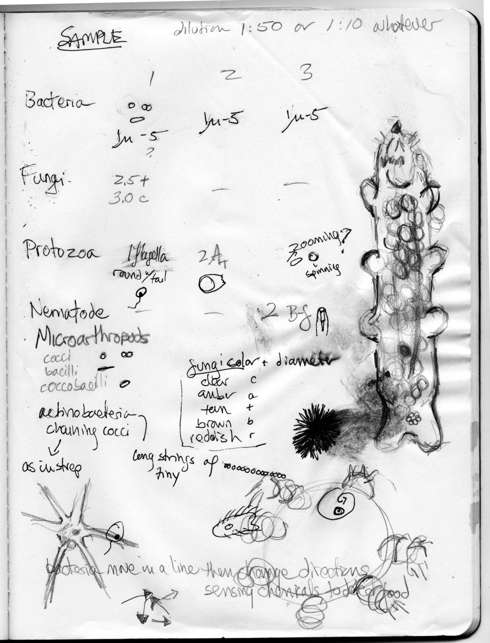 Worldly Worlding: The Imaginal Fields of Science/Art and Making Patterns  Together — Mousse Magazine and Publishing
